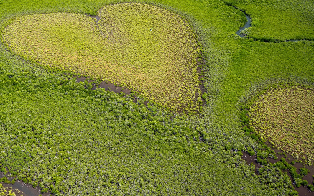 Danke für Ihre Bestellung