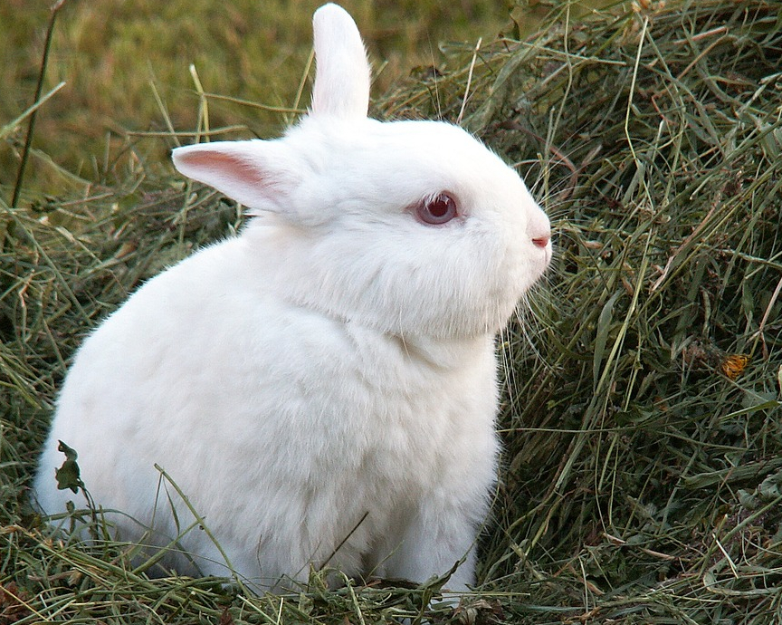 hochwertiges, langstieliges Bio-Heu vom Biohof Klas mit Kaninchen – Naturland-zertifiziert