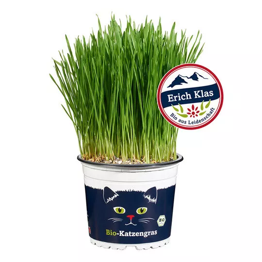 katzengras-biohof-klas-web.webp